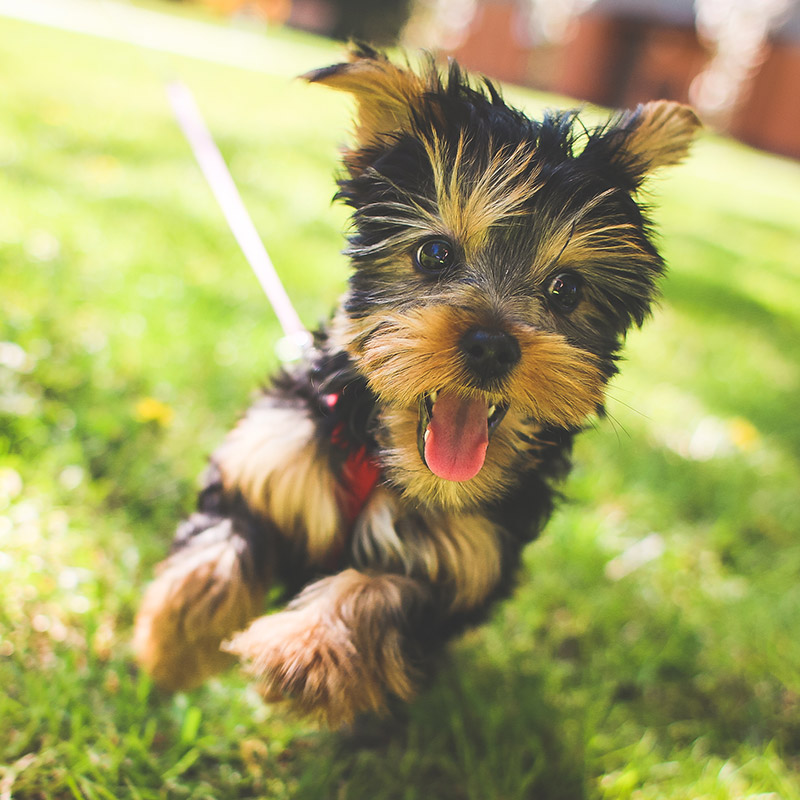 Funny Little Dog